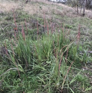 Gladiolus dalenii at Hughes, ACT - 9 May 2022