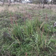 Gladiolus dalenii at Hughes, ACT - 9 May 2022