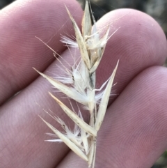 Rytidosperma laeve at Garran, ACT - 8 May 2022