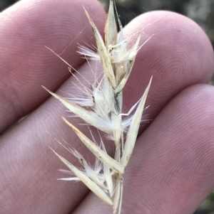 Rytidosperma laeve at Garran, ACT - 8 May 2022 04:13 PM