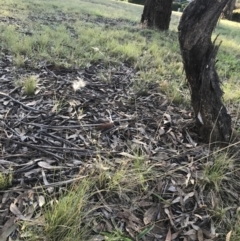 Rytidosperma laeve at Garran, ACT - 8 May 2022 04:13 PM