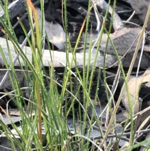 Rytidosperma laeve at Garran, ACT - 8 May 2022 04:13 PM