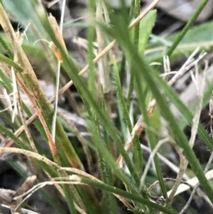 Rytidosperma laeve at Garran, ACT - 8 May 2022