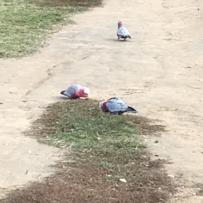 Eolophus roseicapilla (Galah) at Federal Golf Course - 7 May 2022 by Tapirlord