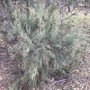 Exocarpos strictus at Red Hill, ACT - 7 May 2022