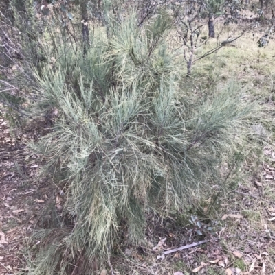 Exocarpos strictus (Dwarf Cherry) at Red Hill, ACT - 7 May 2022 by Tapirlord