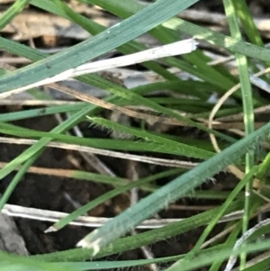 Rytidosperma sp. at Deakin, ACT - 7 May 2022