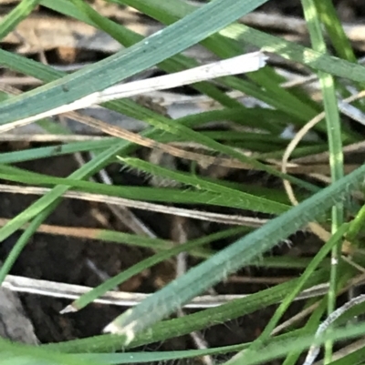 Rytidosperma sp. (Wallaby Grass) at Deakin, ACT - 7 May 2022 by Tapirlord