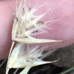 Rytidosperma sp. at Deakin, ACT - 7 May 2022