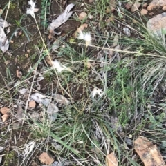 Rytidosperma sp. at Deakin, ACT - 7 May 2022