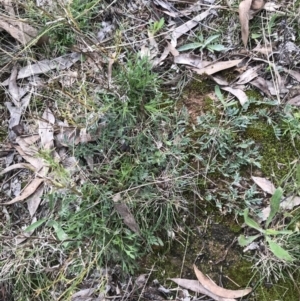 Swainsona sericea at Hughes, ACT - 7 May 2022