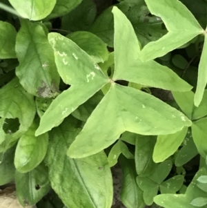 Oxalis latifolia at Hughes, ACT - 7 May 2022