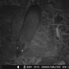 Perameles nasuta (Long-nosed Bandicoot) at Namadgi National Park - 22 May 2022 by heatherb1997