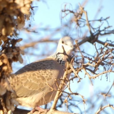 Spilopelia chinensis (Spotted Dove) at Queanbeyan, NSW - 12 Jun 2022 by Paul4K