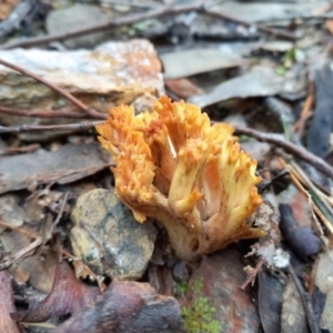 Ramaria sp. at Queanbeyan West, NSW - 13 Jun 2022