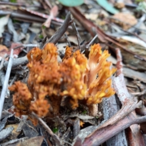 Ramaria sp. at Queanbeyan West, NSW - 13 Jun 2022