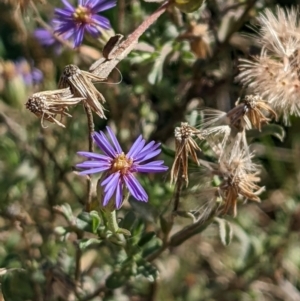 Vittadinia gracilis at Chapman, ACT - 15 Jun 2022