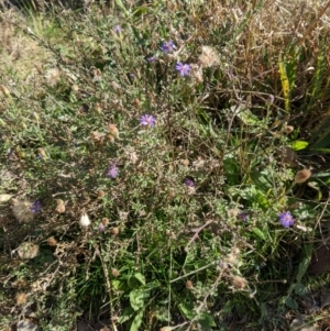 Vittadinia gracilis at Chapman, ACT - 15 Jun 2022