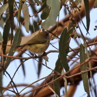 Acanthiza reguloides (Buff-rumped Thornbill) at Williamsdale, NSW - 14 Jun 2022 by RodDeb