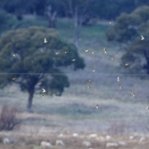 Carduelis carduelis at Williamsdale, NSW - 14 Jun 2022