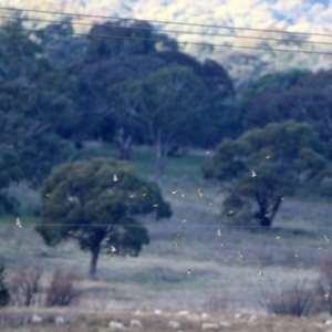 Carduelis carduelis at Williamsdale, NSW - 14 Jun 2022