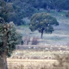 Carduelis carduelis at Williamsdale, NSW - 14 Jun 2022