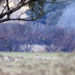 Carduelis carduelis at Williamsdale, NSW - 14 Jun 2022