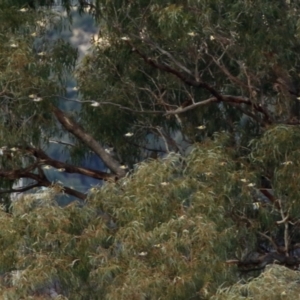 Carduelis carduelis at Williamsdale, NSW - 14 Jun 2022