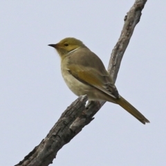 Ptilotula penicillata (White-plumed Honeyeater) at Williamsdale, NSW - 14 Jun 2022 by RodDeb