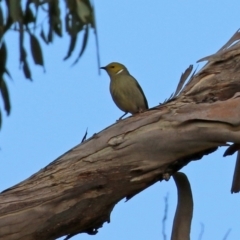 Ptilotula penicillata at Williamsdale, NSW - 14 Jun 2022