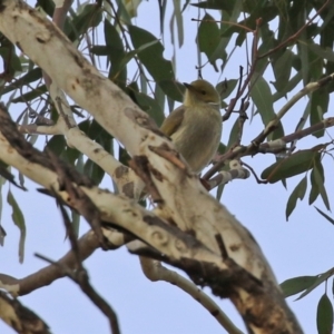 Ptilotula penicillata at Williamsdale, NSW - 14 Jun 2022