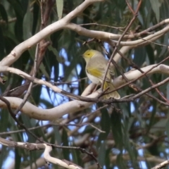 Ptilotula penicillata at Williamsdale, NSW - 14 Jun 2022