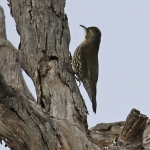 Cormobates leucophaea at Williamsdale, NSW - 14 Jun 2022