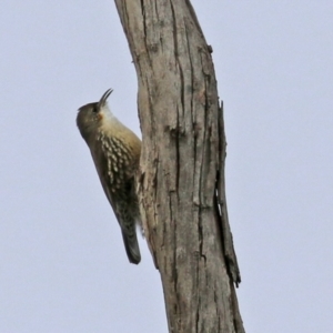 Cormobates leucophaea at Williamsdale, NSW - 14 Jun 2022