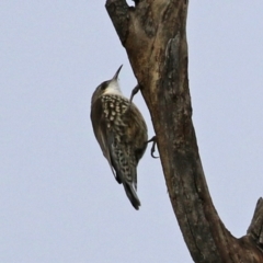 Cormobates leucophaea at Williamsdale, NSW - 14 Jun 2022