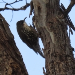 Cormobates leucophaea at Williamsdale, NSW - 14 Jun 2022