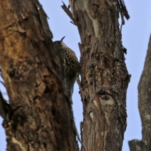 Cormobates leucophaea at Williamsdale, NSW - 14 Jun 2022