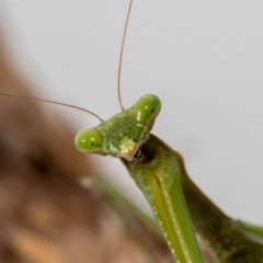 Pseudomantis albofimbriata (False garden mantis) at Jerrabomberra, NSW - 25 May 2022 by MarkT