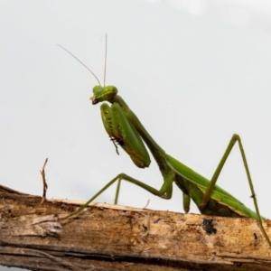 Pseudomantis albofimbriata at Jerrabomberra, NSW - 26 May 2022