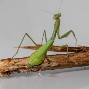 Pseudomantis albofimbriata at Jerrabomberra, NSW - 26 May 2022