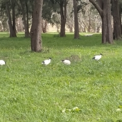 Threskiornis molucca (Australian White Ibis) at Flynn, ACT - 16 Jun 2022 by Kurt