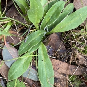 Ammobium craspedioides at Bango, NSW - 15 Jun 2022