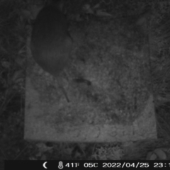 Perameles nasuta (Long-nosed Bandicoot) at Namadgi National Park - 25 Apr 2022 by heatherb1997