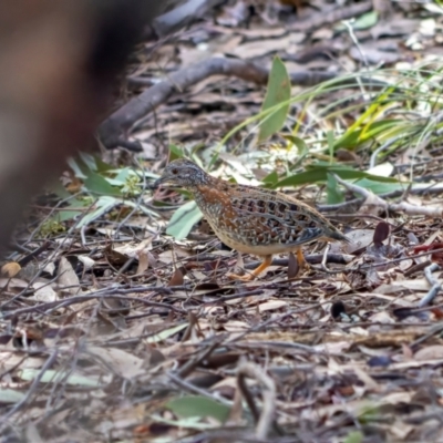 Turnix varius (Painted Buttonquail) at Coree, ACT - 14 Jun 2022 by Eland