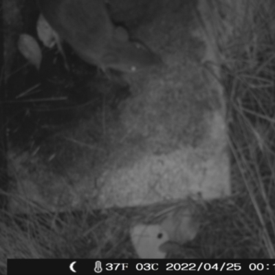 Perameles nasuta (Long-nosed Bandicoot) at Booth, ACT - 24 Apr 2022 by heatherb1997