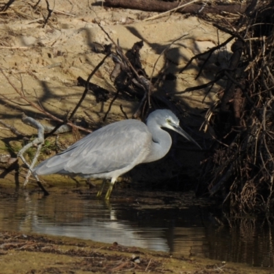 Egretta novaehollandiae (White-faced Heron) at Narooma, NSW - 11 Jun 2022 by GlossyGal