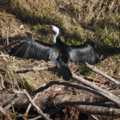 Microcarbo melanoleucos (Little Pied Cormorant) at Narooma, NSW - 11 Jun 2022 by GlossyGal