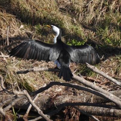 Microcarbo melanoleucos (Little Pied Cormorant) at Narooma, NSW - 11 Jun 2022 by GlossyGal