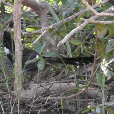 Psophodes olivaceus (Eastern Whipbird) at Narooma, NSW - 11 Jun 2022 by GlossyGal