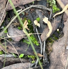 Clavulina sp. at Aranda, ACT - 16 Jun 2022